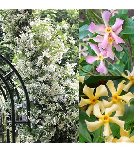 Amazon.com : 1014-Star Jasmine (Trachelospermum jasminoides